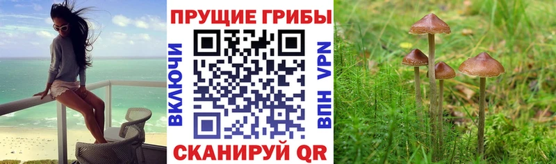 Галлюциногенные грибы Magic Shrooms MEGA зеркало Заречный